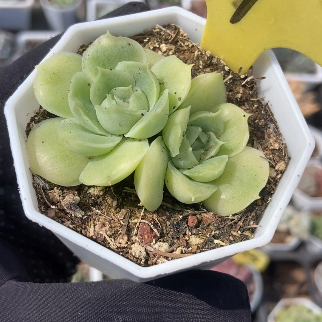 21虾饺多肉植物保护