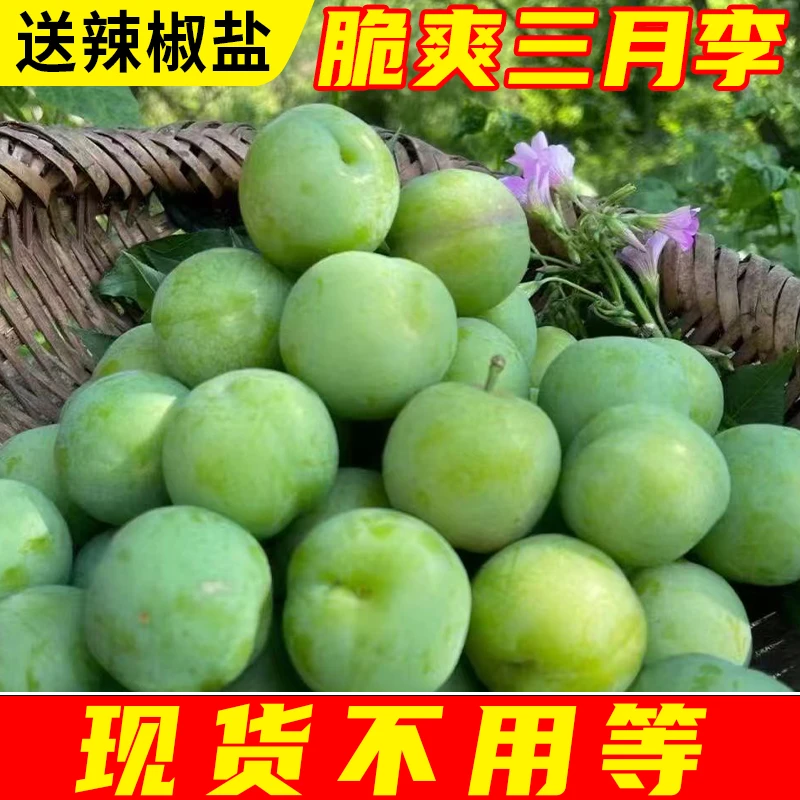 【现货】广东三月李早李子青李子珍珠李脆爽新鲜采摘当季应季水果