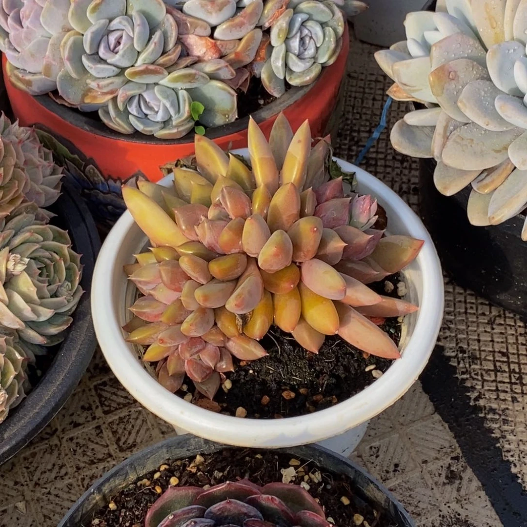 嗯*。48包邮一物一拍多肉植物