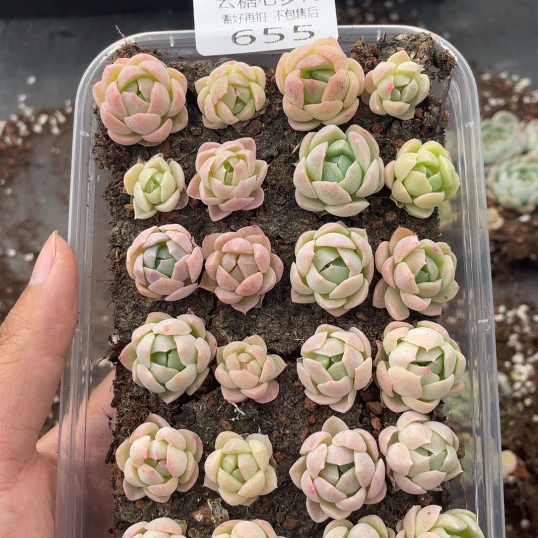 云糖心多肉植物655