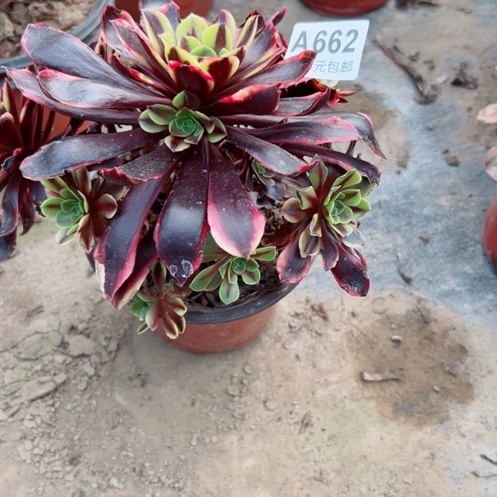 662欧嘉莉多肉植物