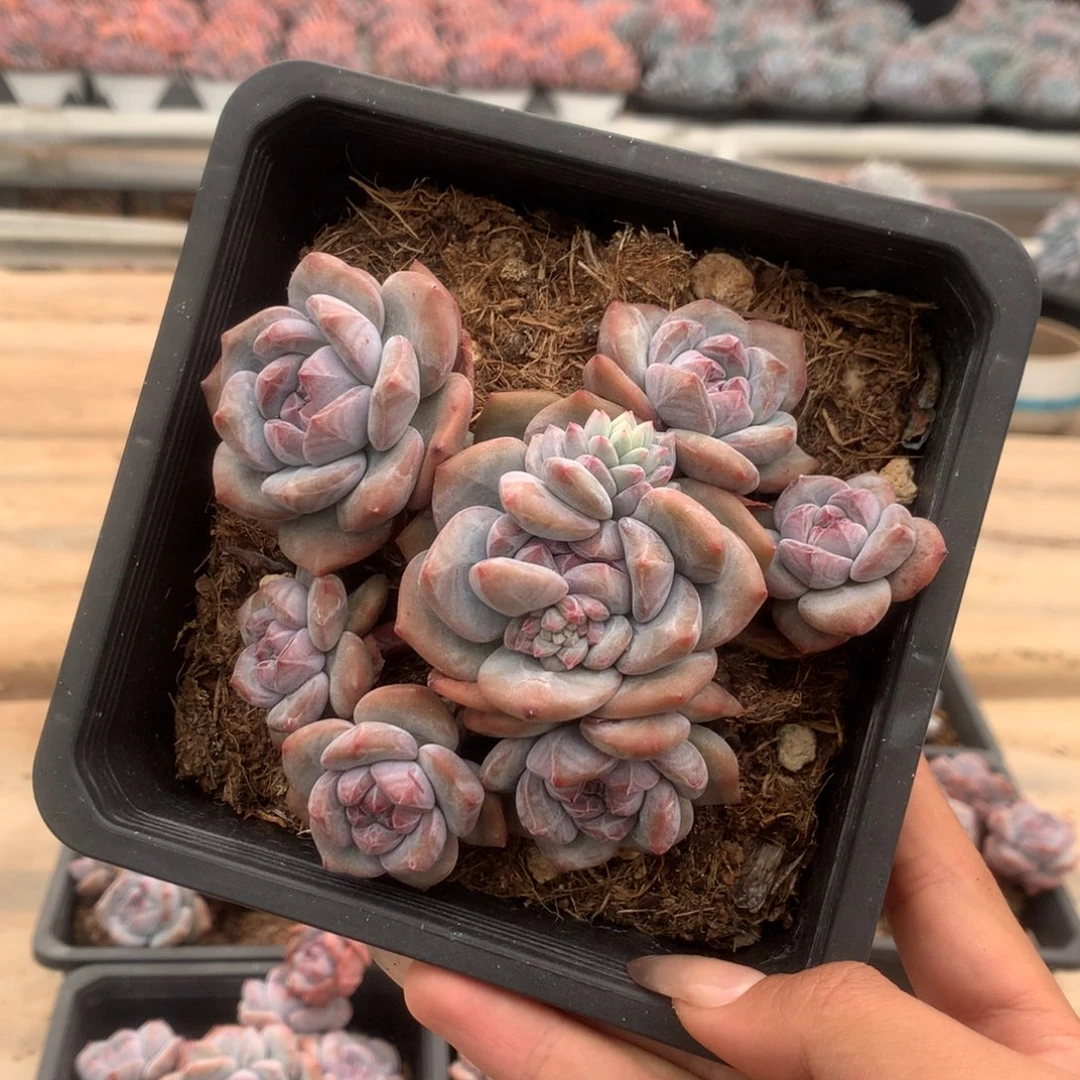 无砍石榴籽小脸花花