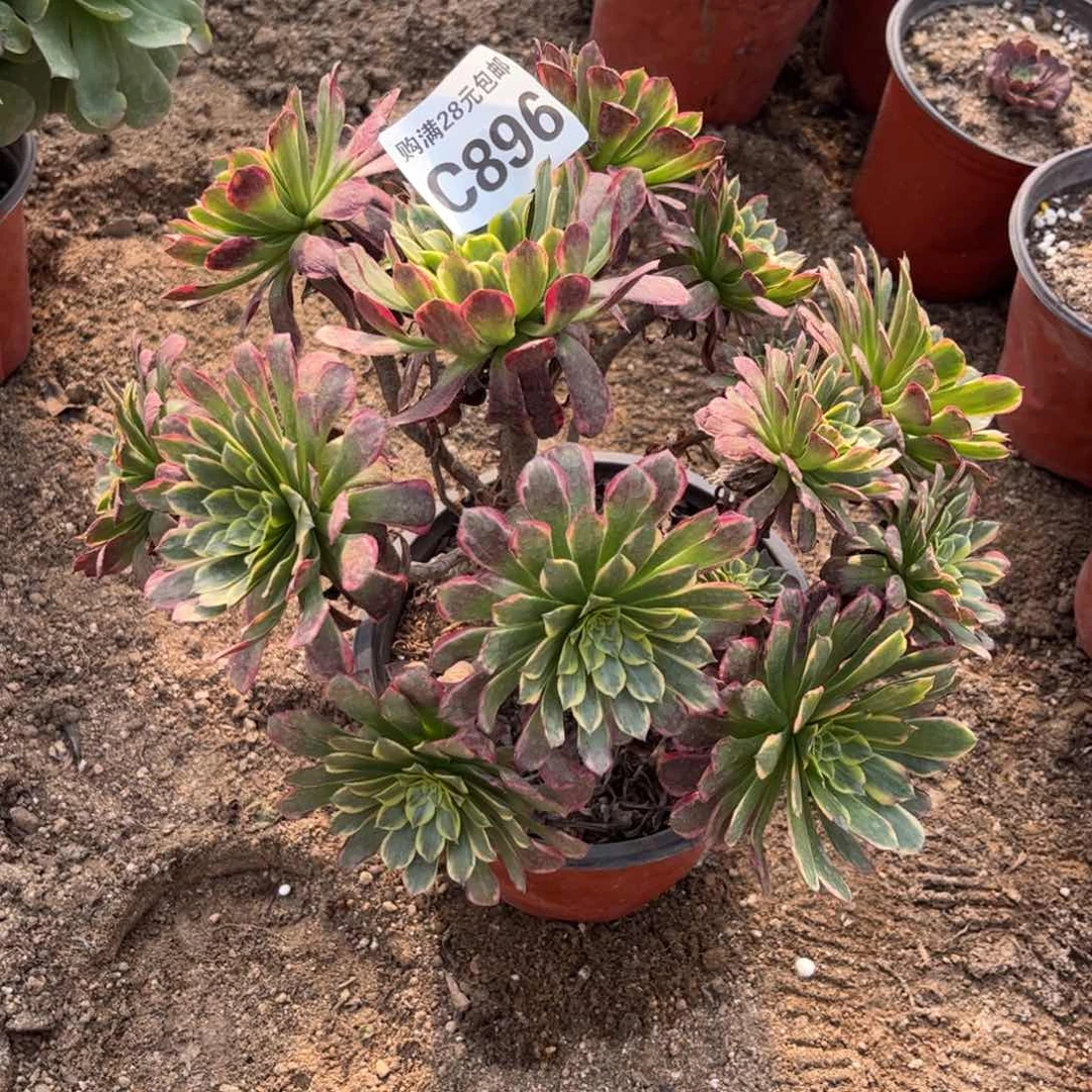 ᵂ***ღ896多肉植物朝霞