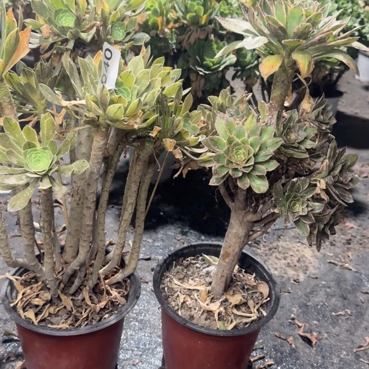 用****9040两颗包邮。