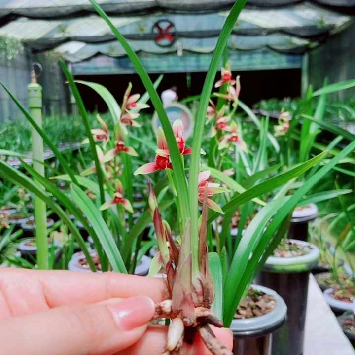 无花朵精品购物建兰国魂