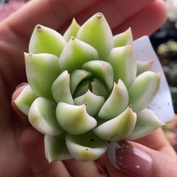 灵魂锦多肉植物多肉