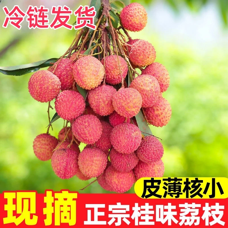 【老树桂味】桂味荔枝果新鲜当季水果冷链发货现摘现发精品大果包邮