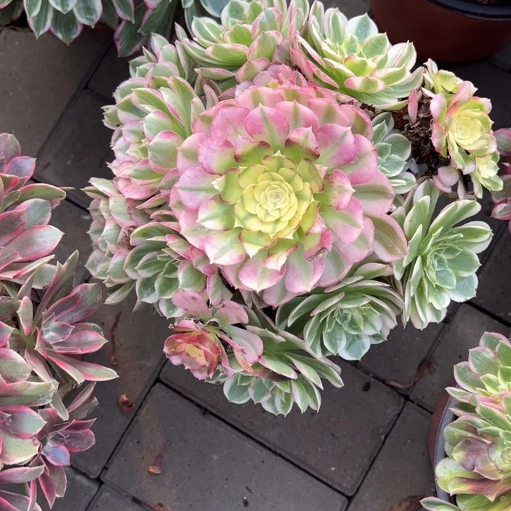 海鲜多肉植物花花