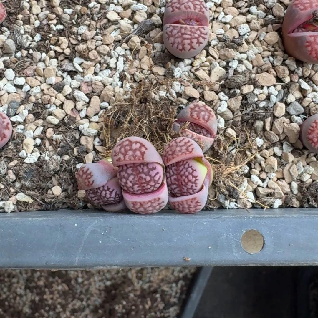 宝****?G995新品紫寿丽混合三年