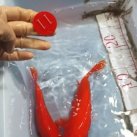 海水鱼锦鲤冷水鱼好养耐活