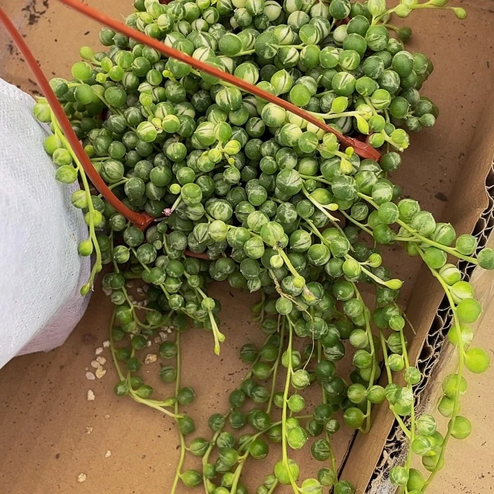 锦锦锦佛珠锦带盆土