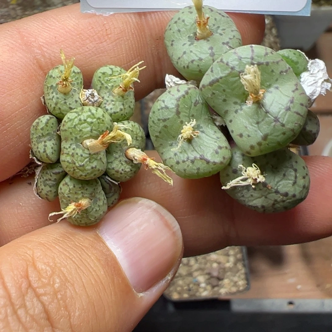 14-102肉锥多肉植物大战