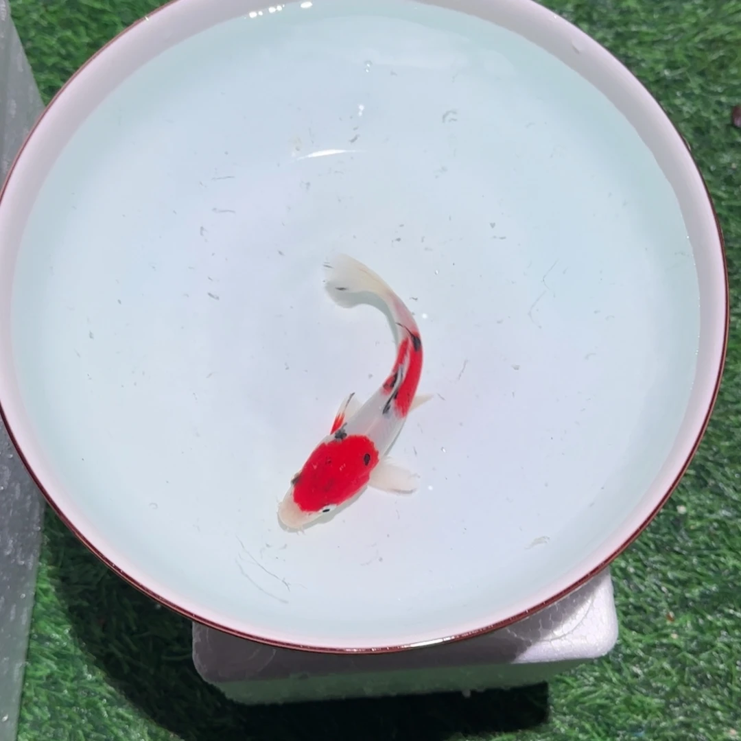 锦鲤锦鲤观赏鱼锦鲤