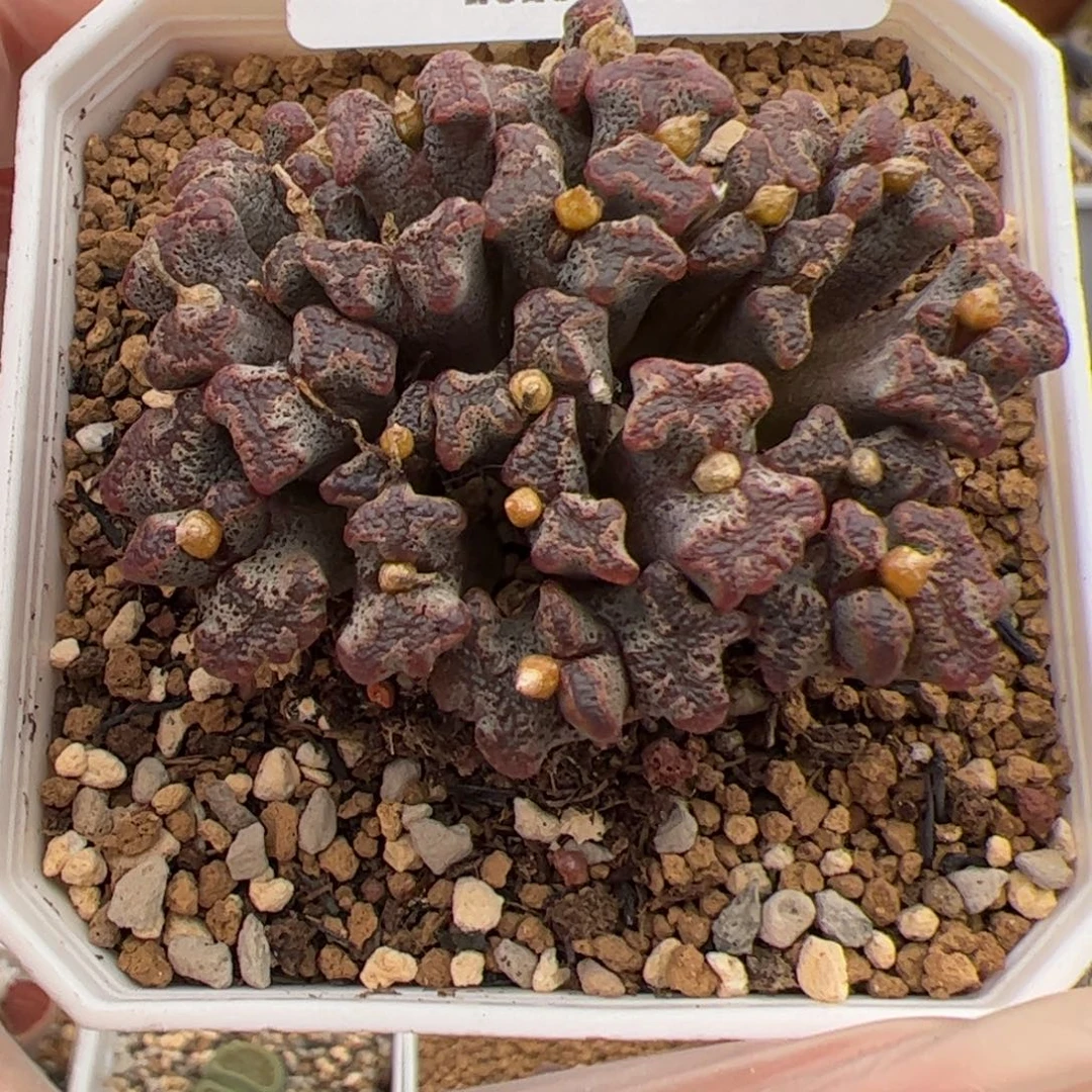 0140号 蝴蝶 多肉植物