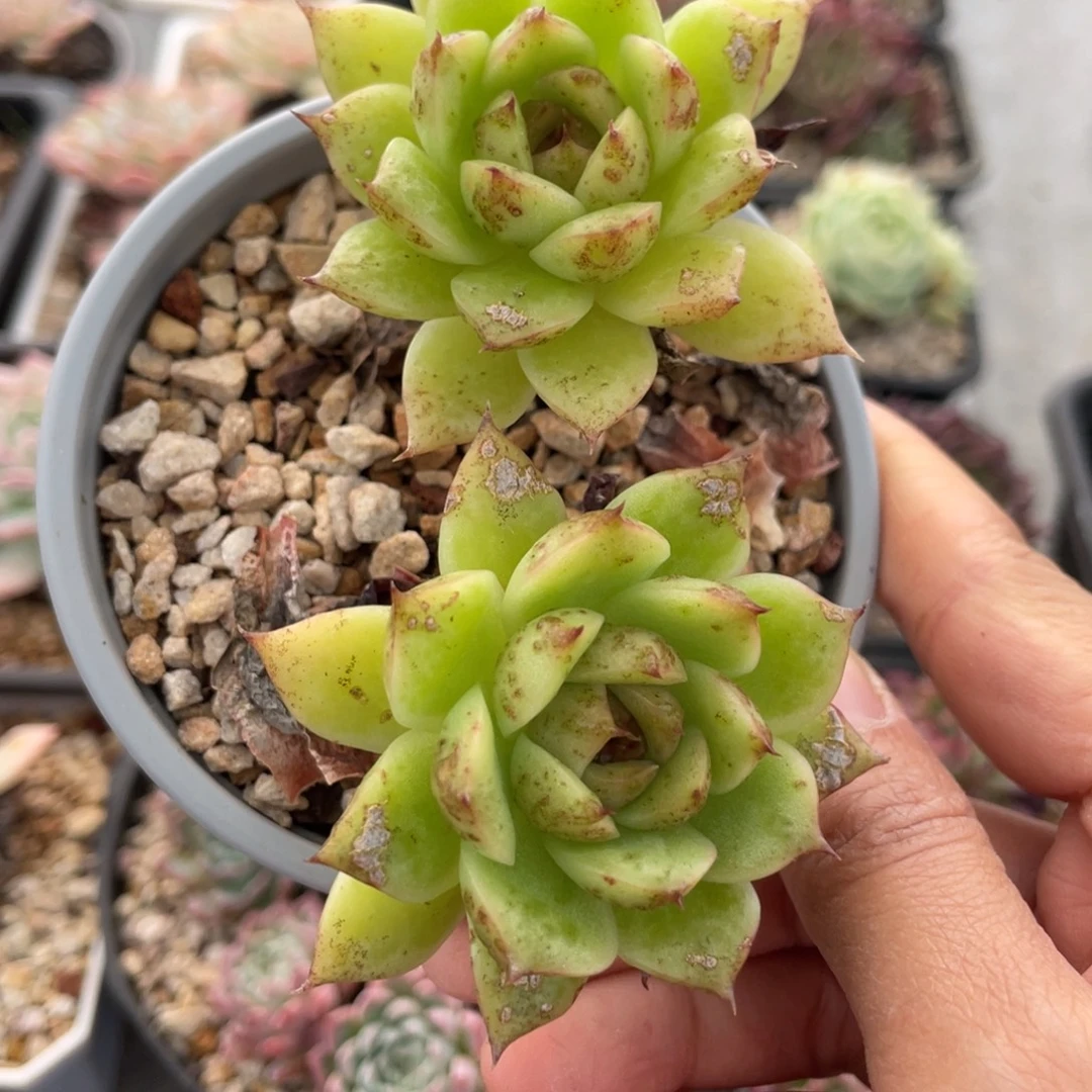 暗夜精灵双头老桩满35包邮
