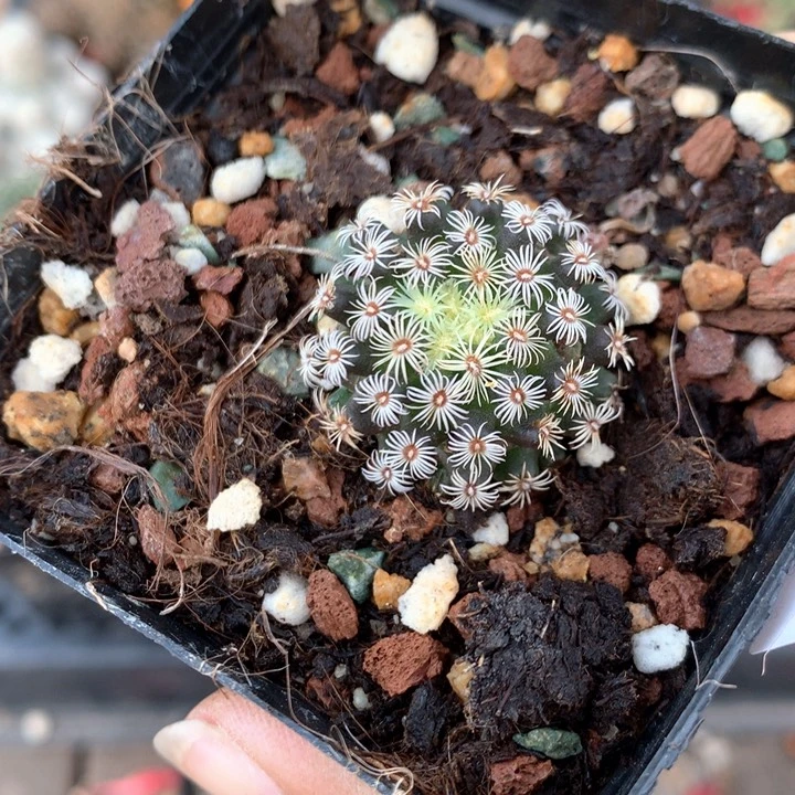 13实生克氏丸脱土发货