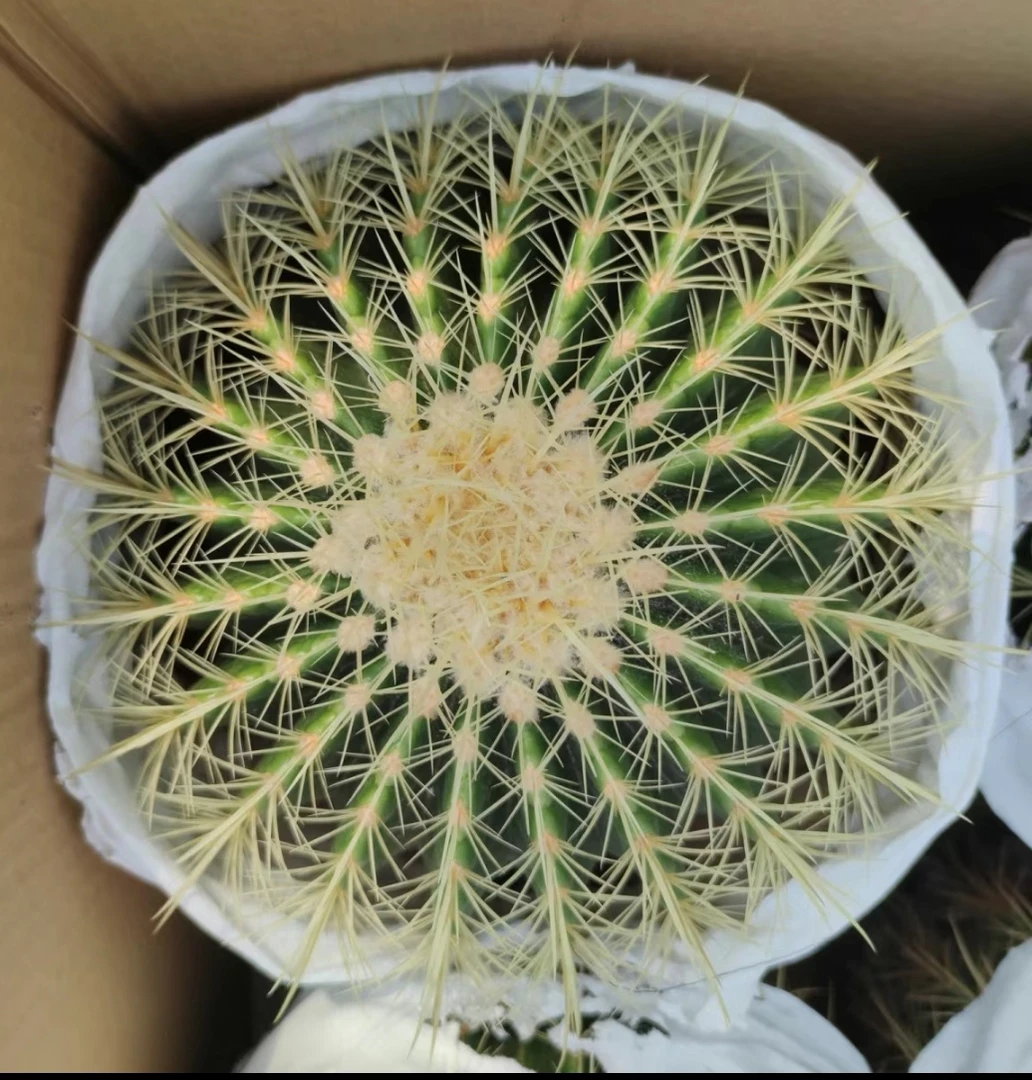 金虎球仙人球大号盆栽多肉绿植防辐射好养植物办公摆放庭院造景