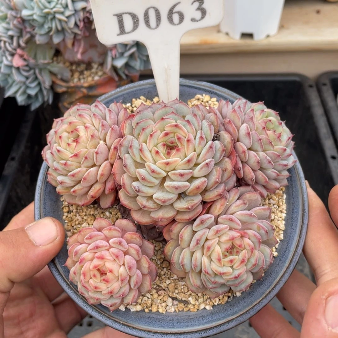 063白胖子不带盆12厘米