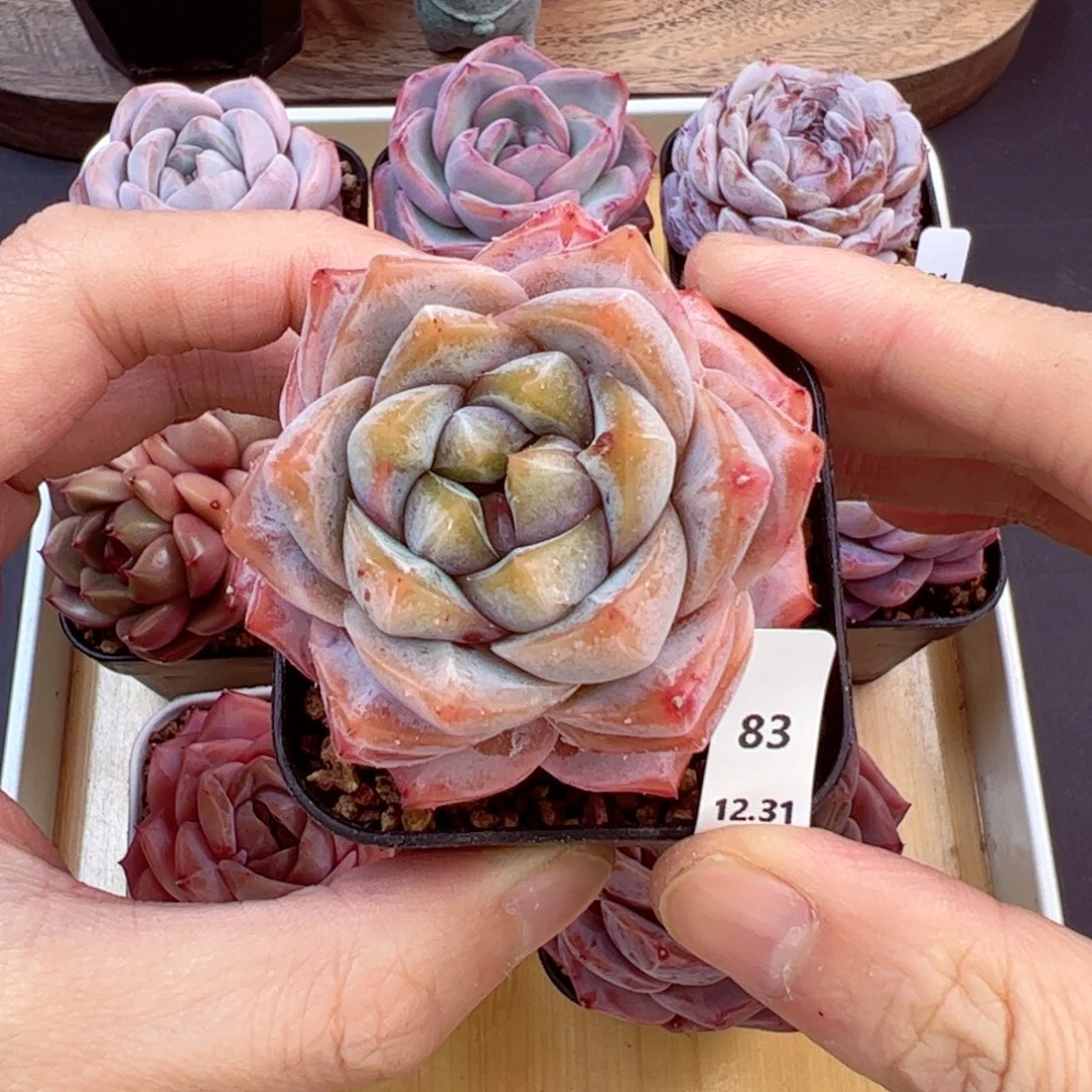 好好看83、哈哈哈哈