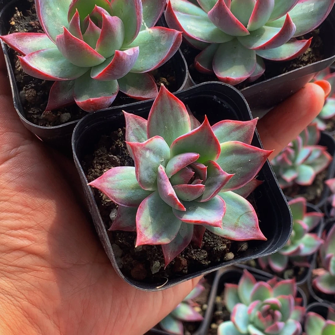 惊鸿仙子。2颗。（满9.99包邮不满9.99发叶子）