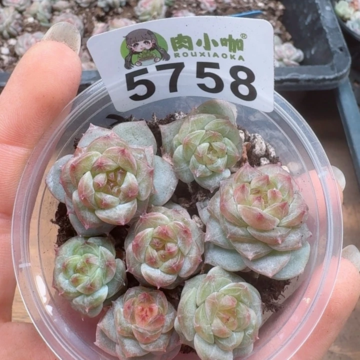 多肉植物多肉植物