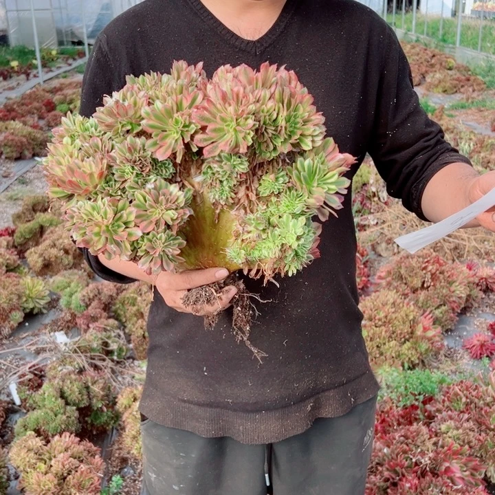 红袖醉话46号多肉法师