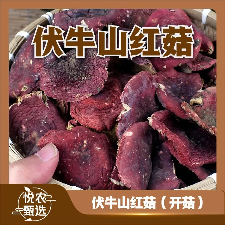 【福利开菇】2025年河南红菇煲汤营养干货特产天然鲜美红蘑菇