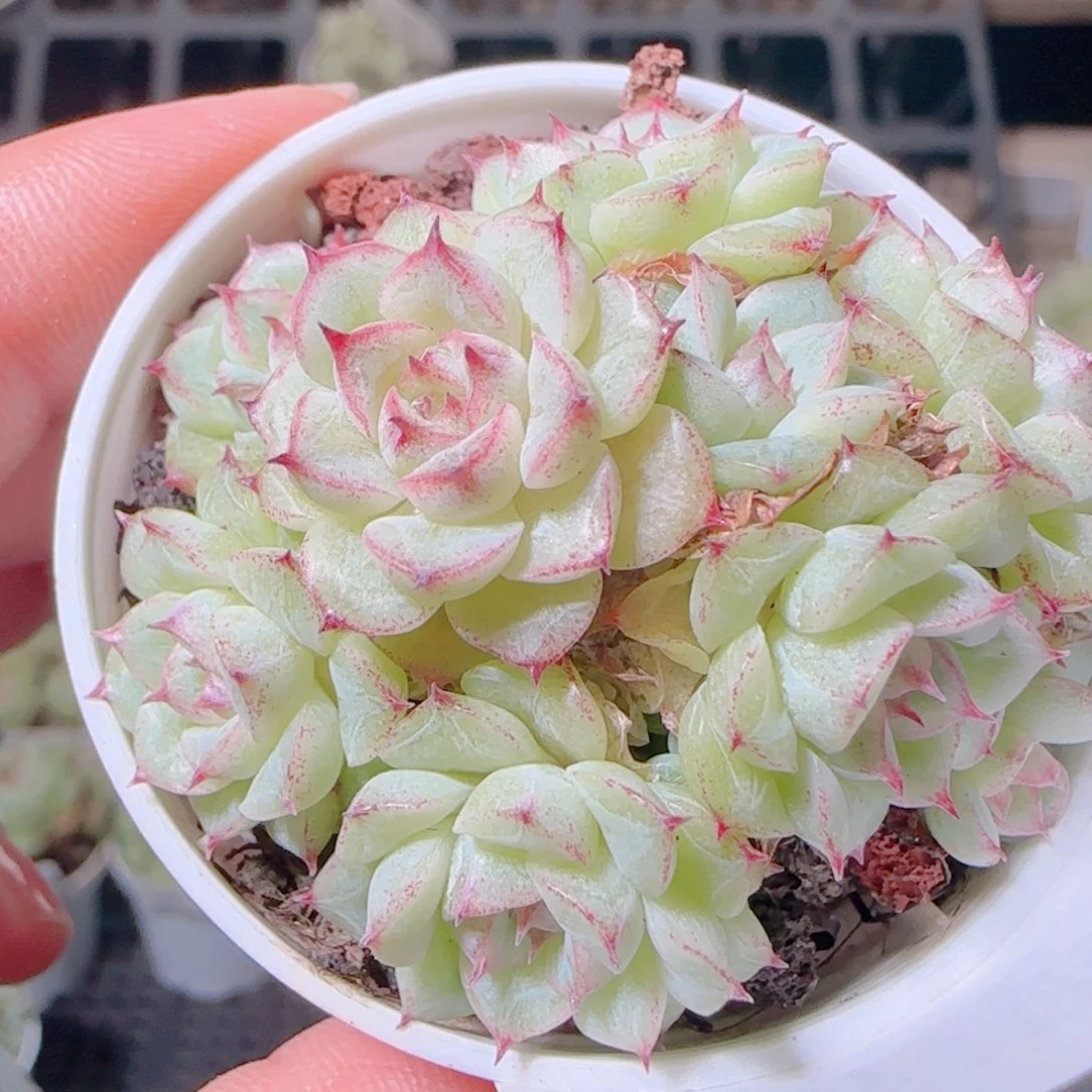 沐***苏花语逸镜1110-133散