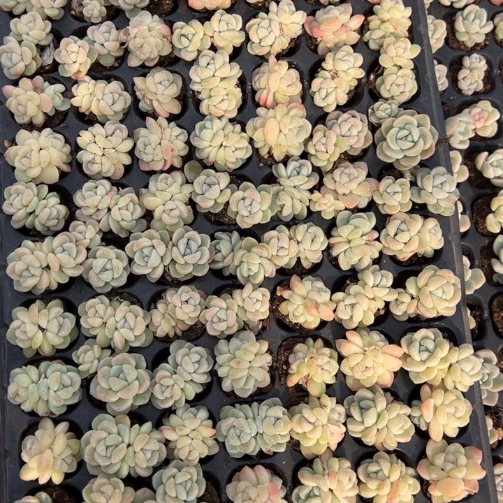 天平公主一物一拍