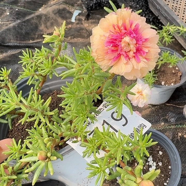 a719量拍草莓甜心小苗花色会变盆口11