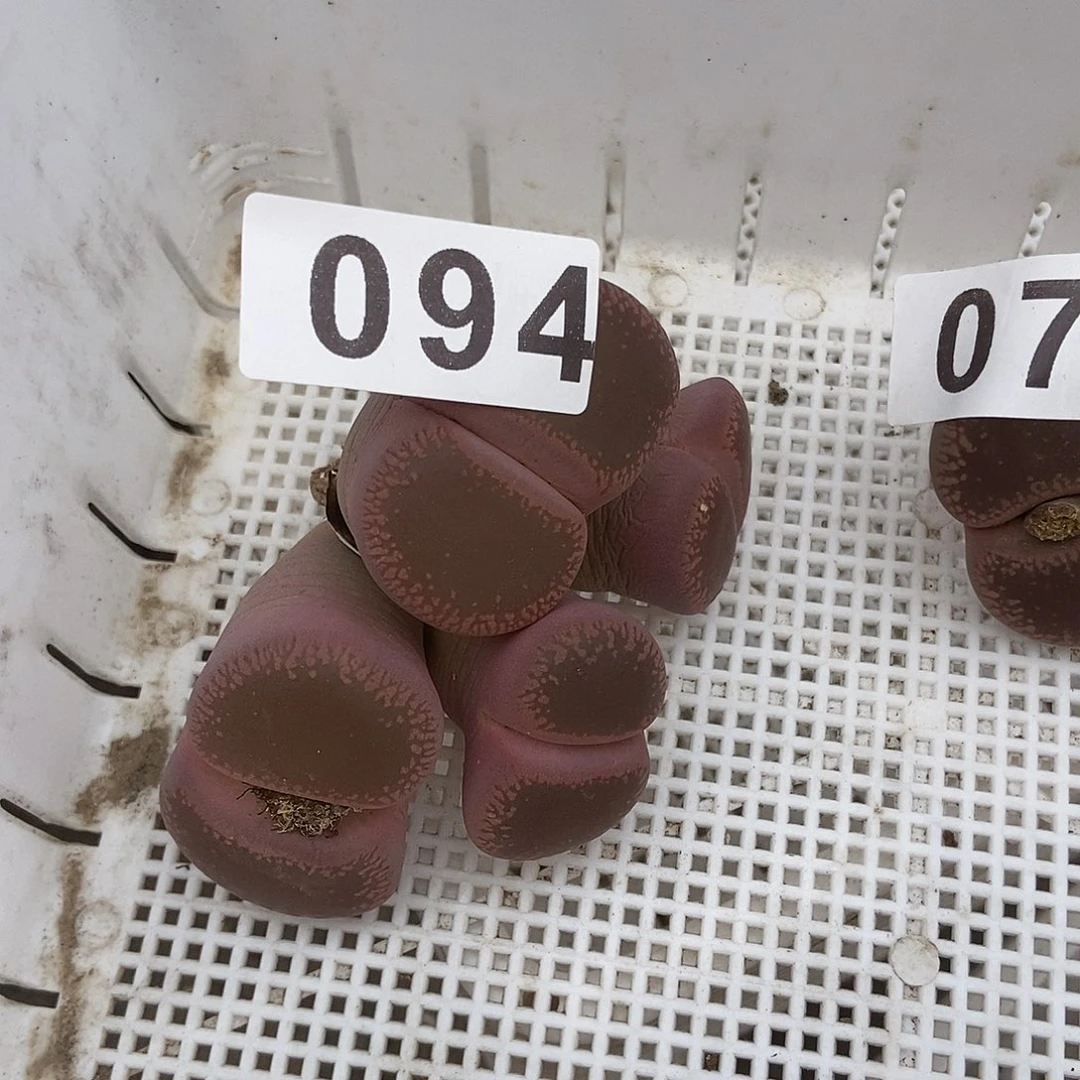 生石花一物一拍4头094