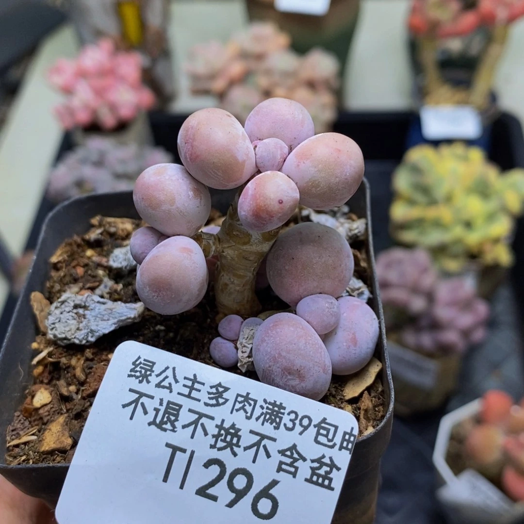 296橙奶多肉肉3c m