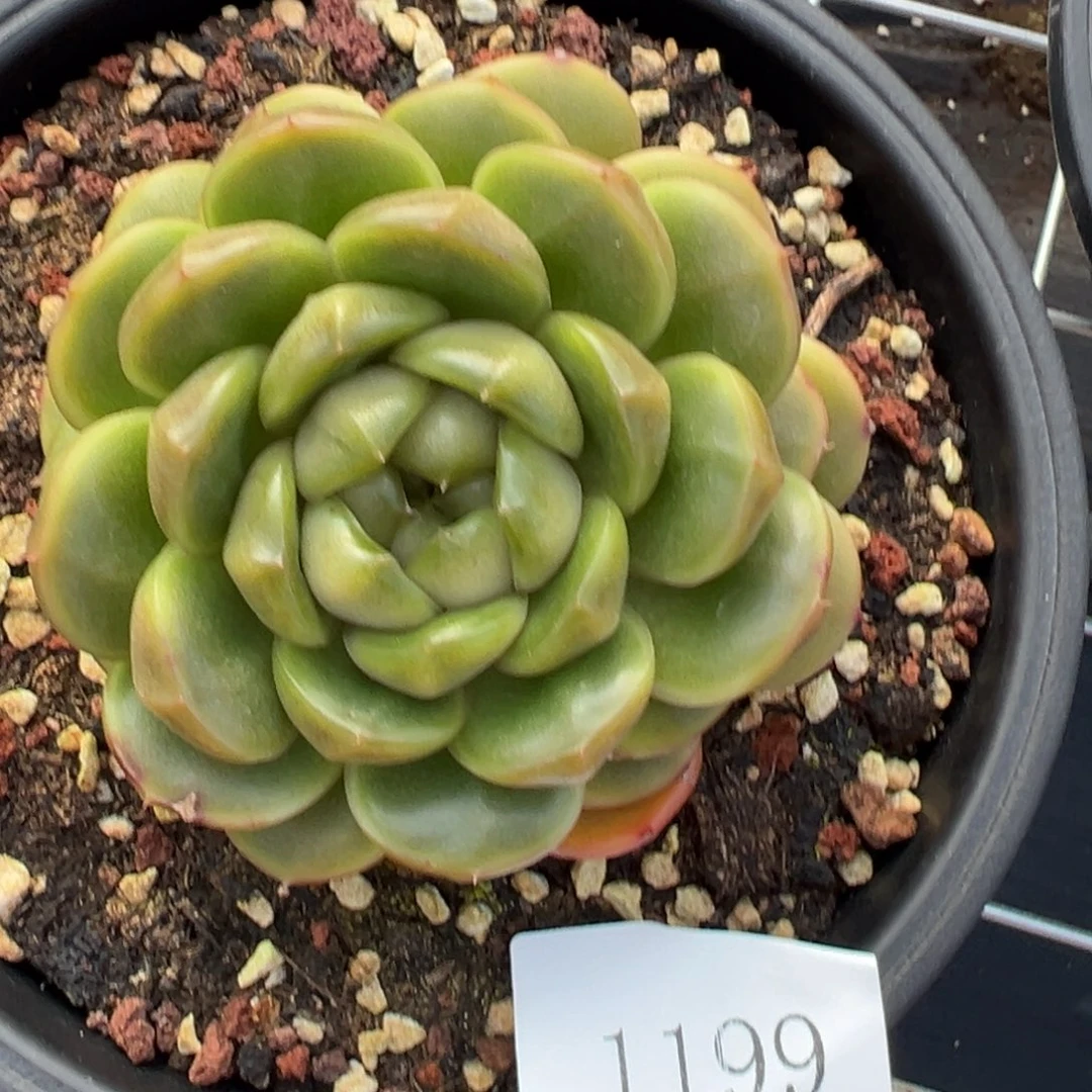 伊*1199肉肉肉肉肉肉肉