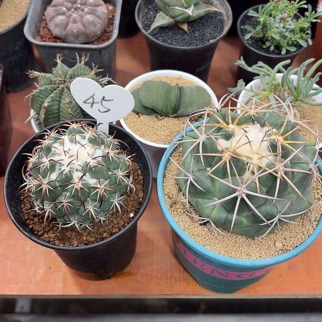 幽***子钢钉象牙仙人球12342