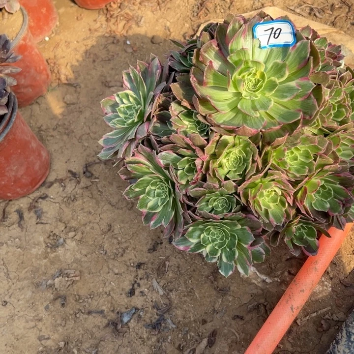 老***己多肉植物万彩灯70