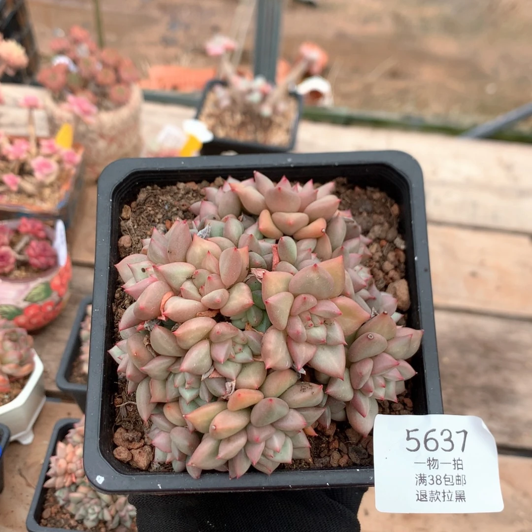 10.5厘米20头黄金象牙 无砍 5637