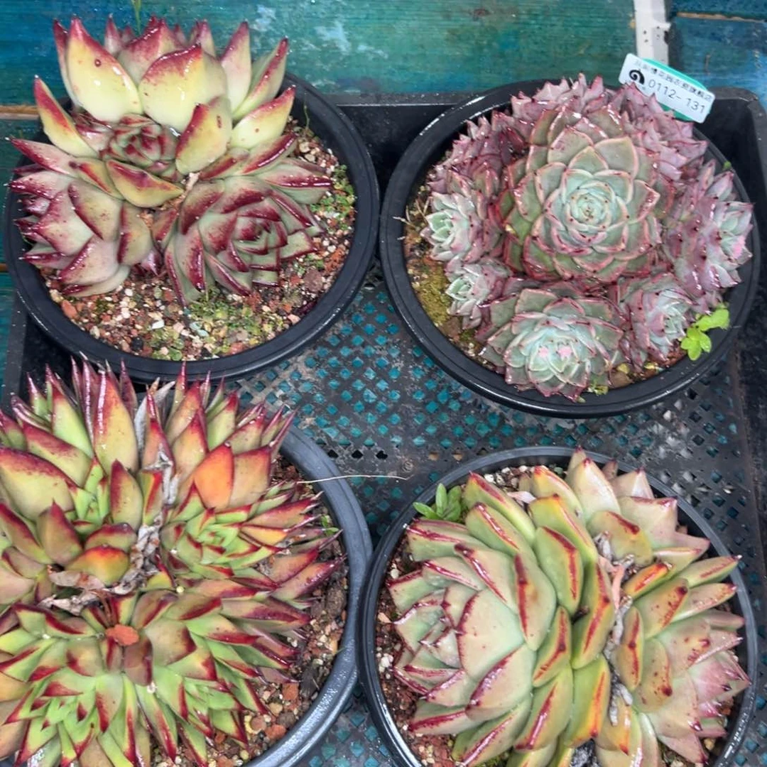 多肉一物一拍0112.131