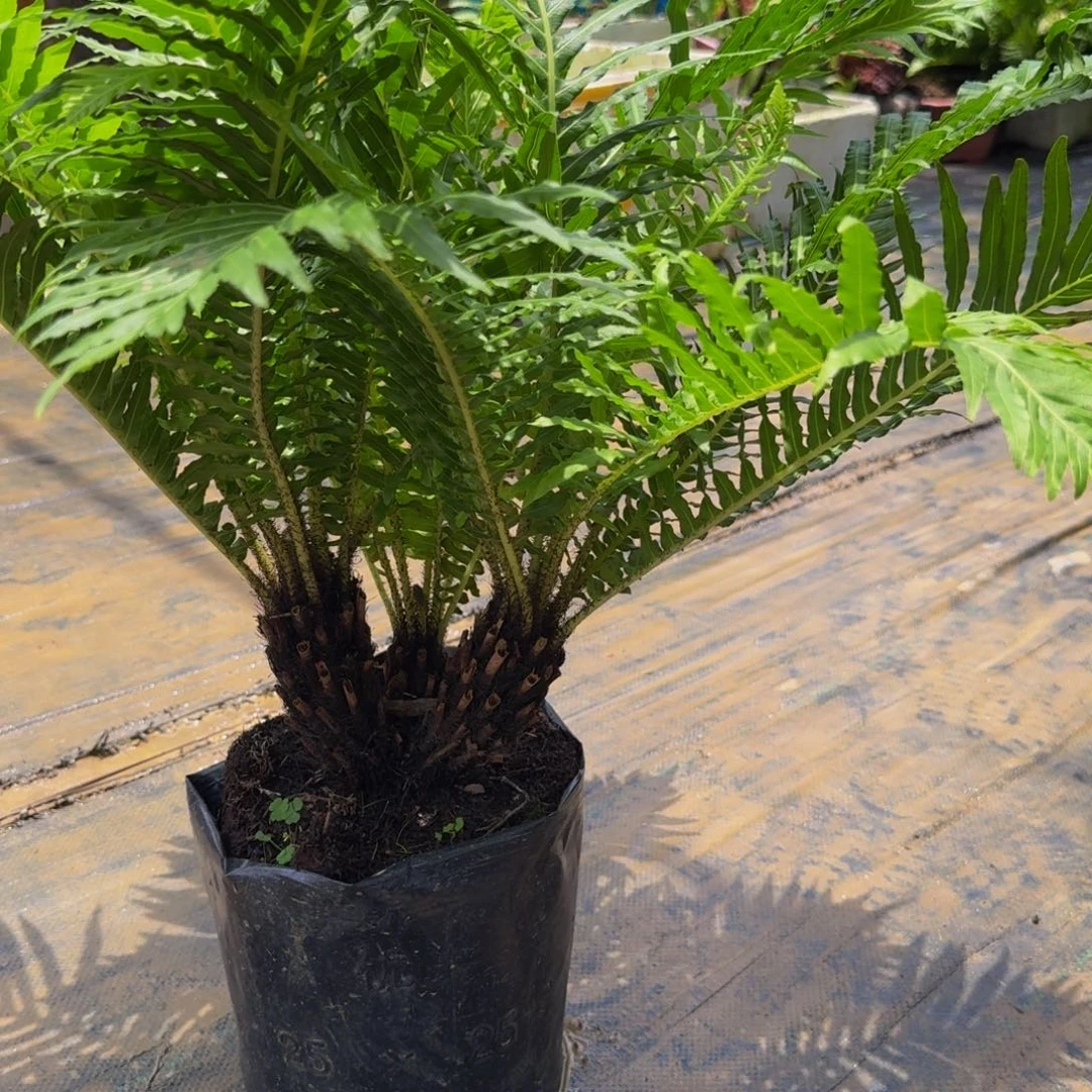 泌***院无花朵三头富贵蕨