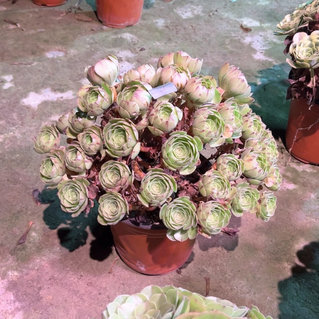 多肉植物万拉丝  00066