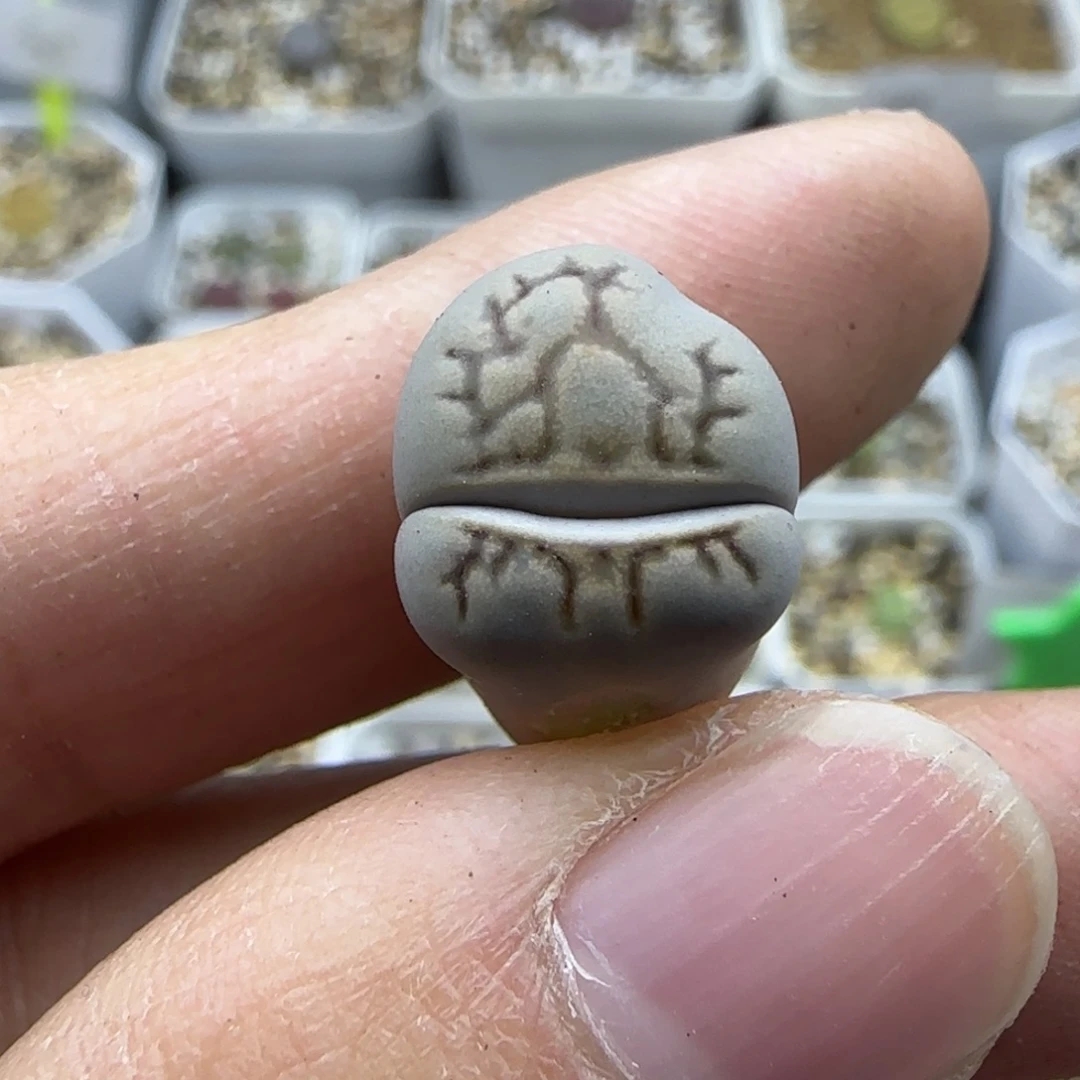 725 清框福利30包邮