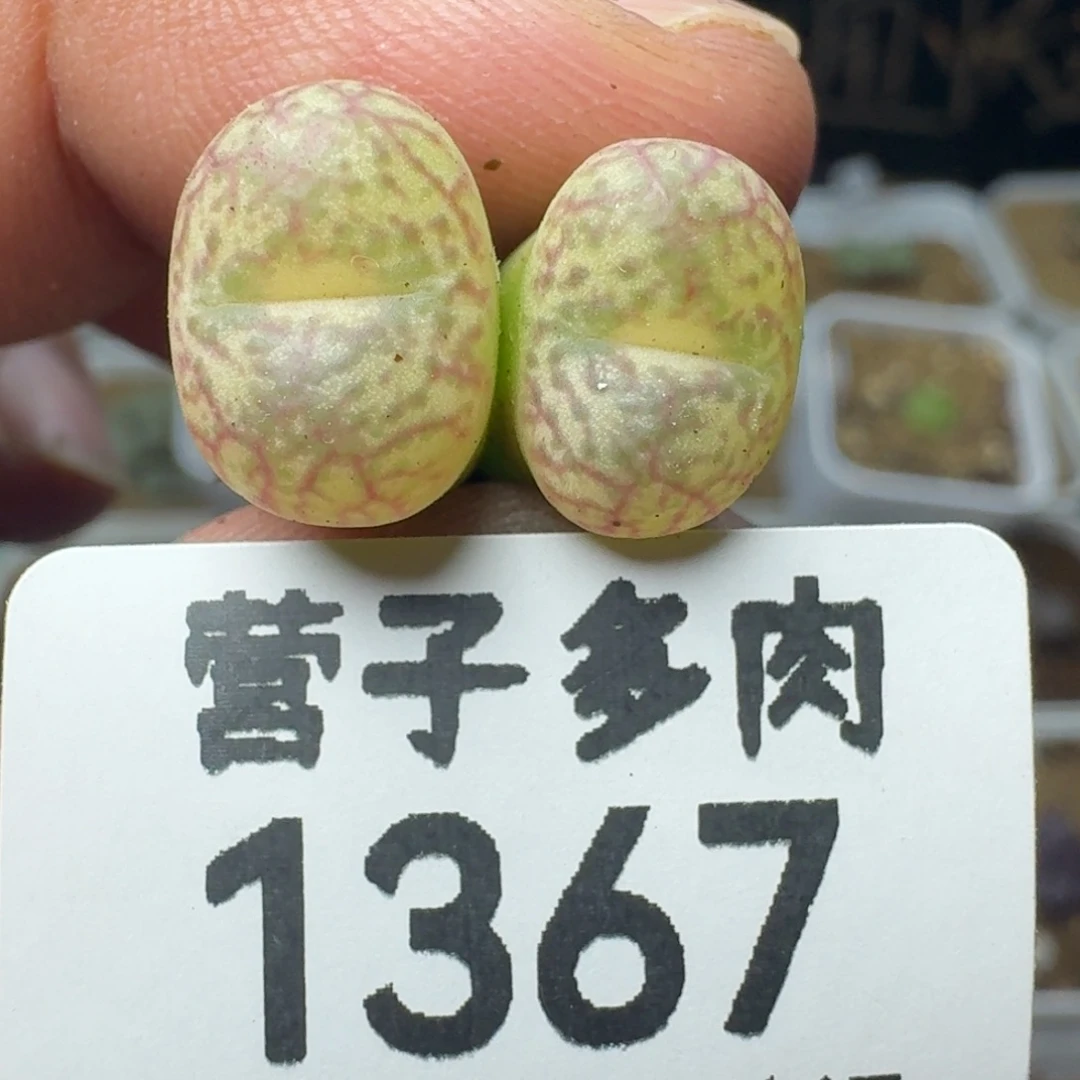 毛杂