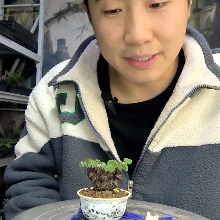 何***妞中青园艺一物一拍花443