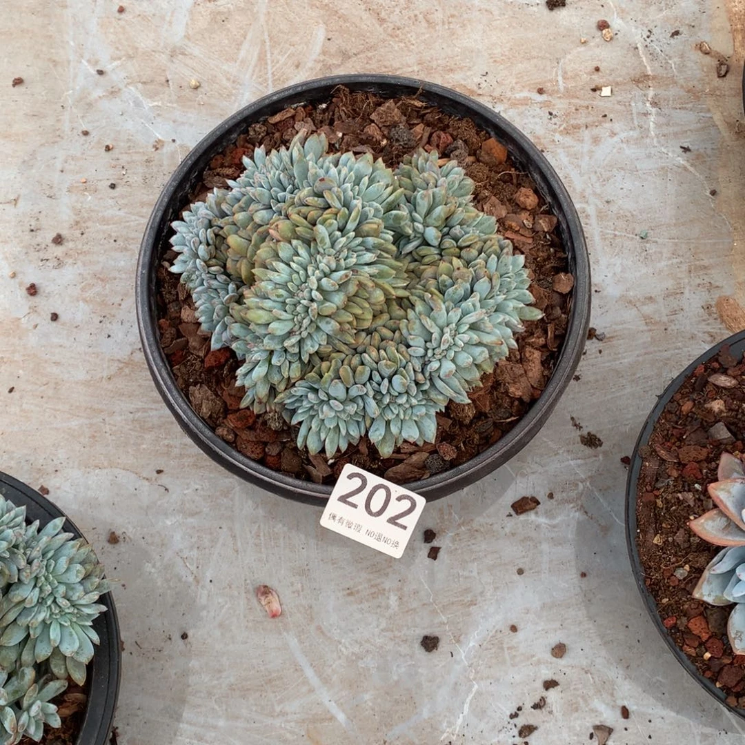 202橙子缀化多肉植物