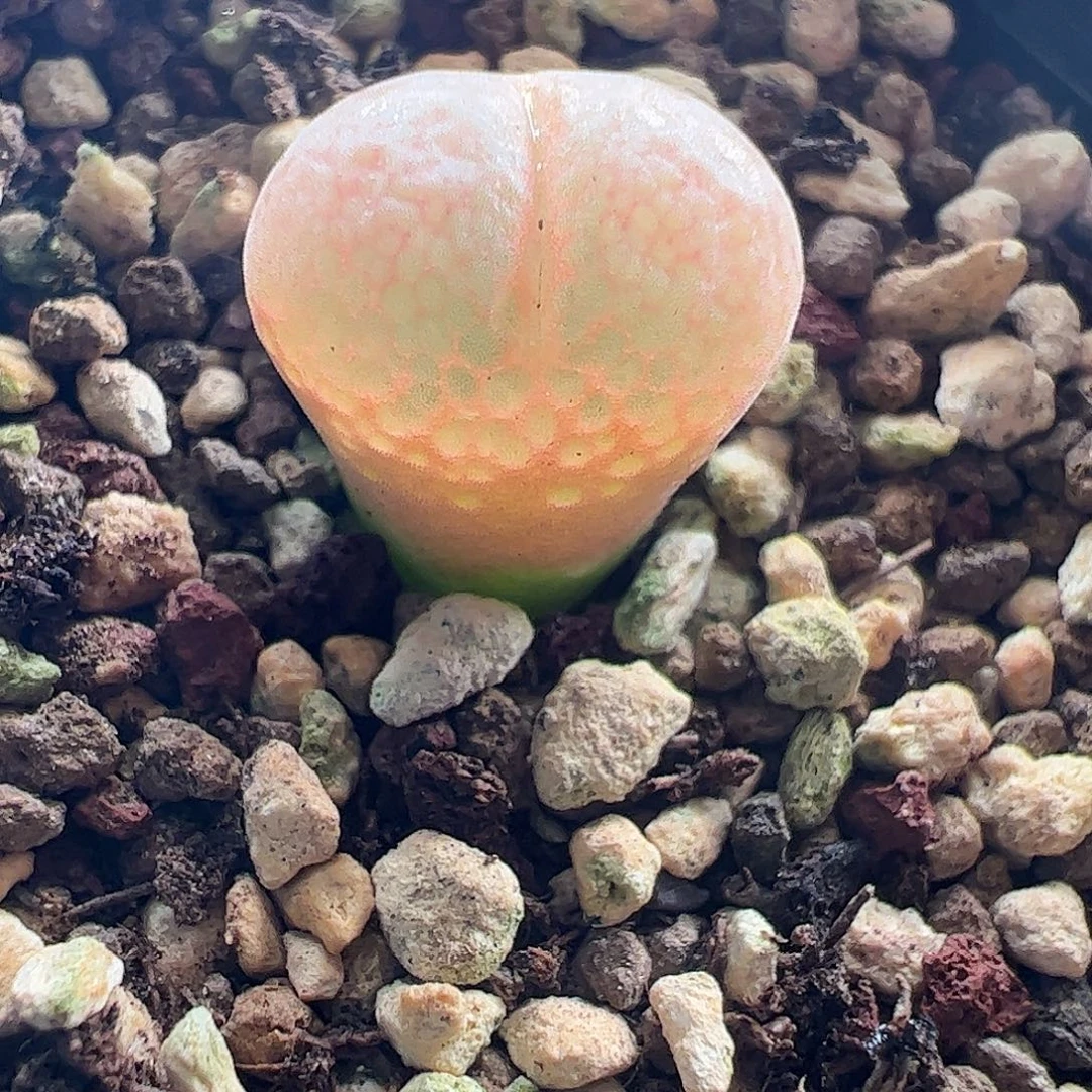 一物一拍正版AP180脱土发798