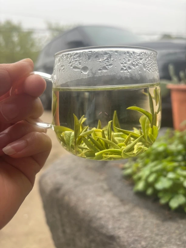 2025明前茶核心产区安吉白茶