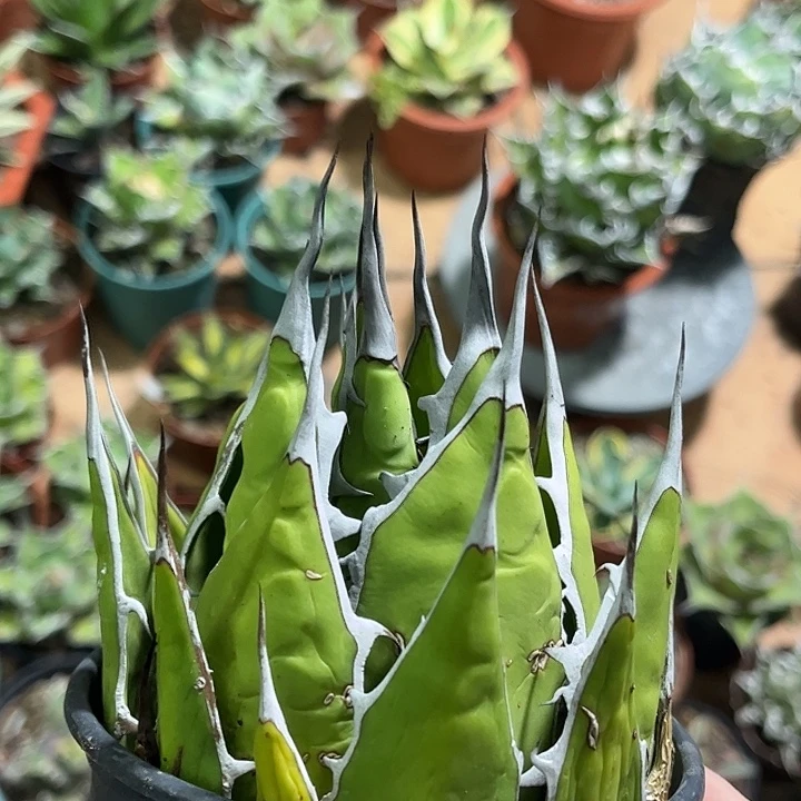 无花朵包菜霍利达龙舌兰