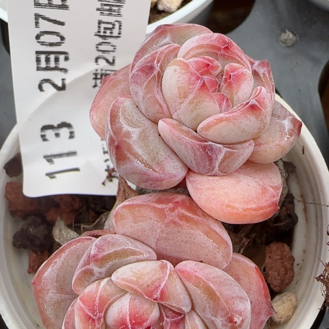 花语逸境0207-113