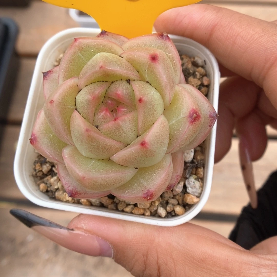 灵***湘珍妮麦秆540号。