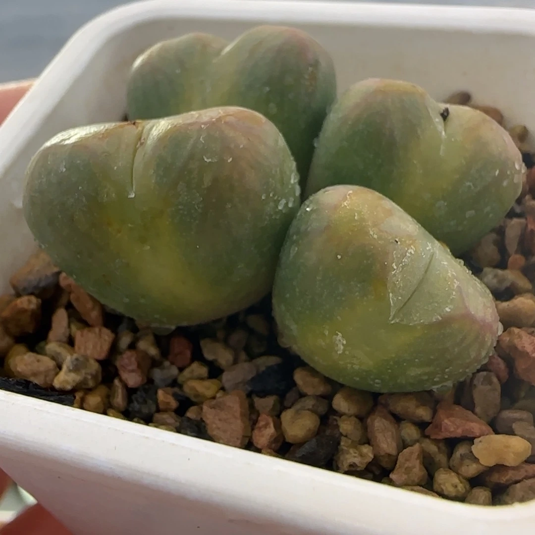 2.4号多肉送奶工母本群46号