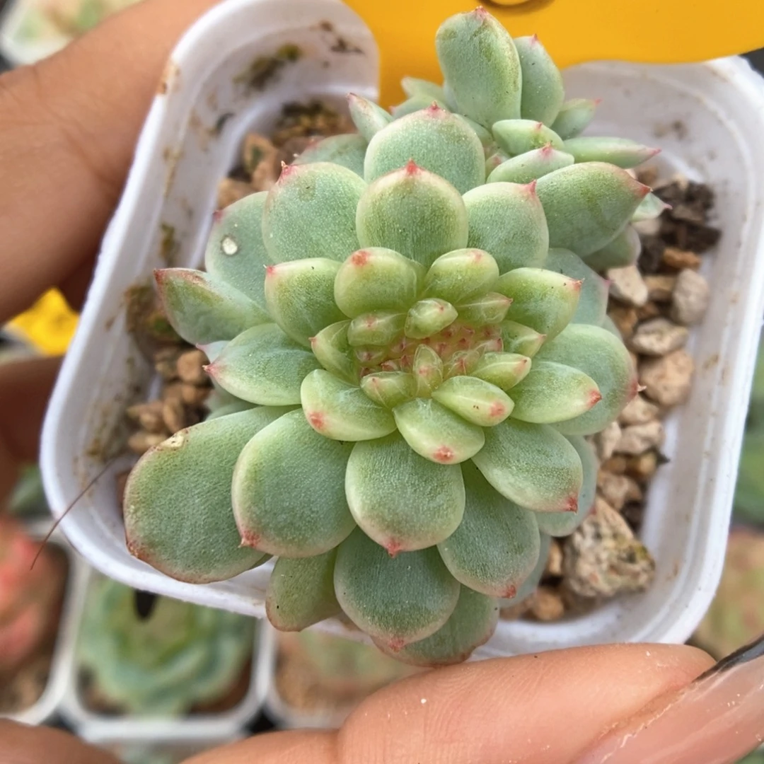 纸鸢缀化可拍540号。
